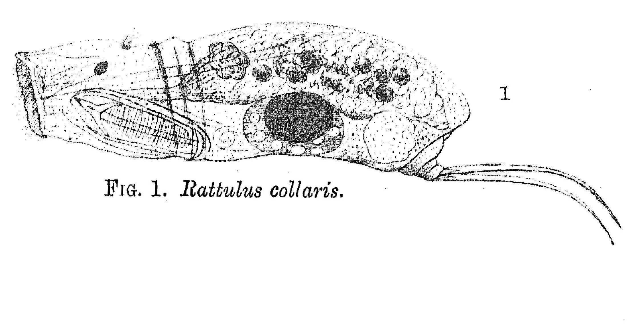 Слика од Trichocerca collaris (Rousselet 1896)