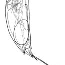 Image of Trichocerca chattoni (de Beauchamp 1907)