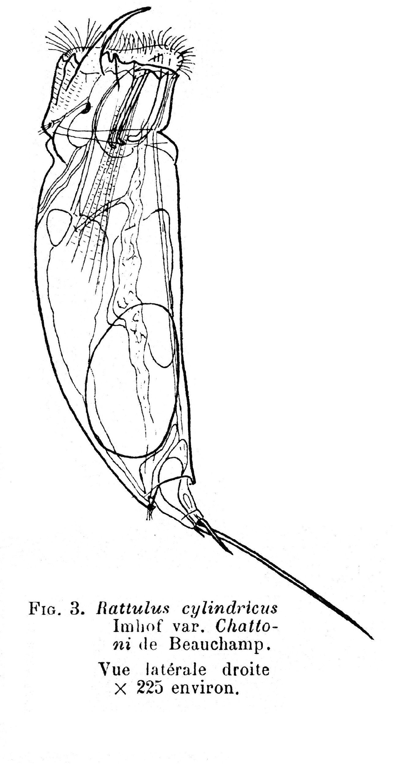 Слика од Trichocerca chattoni (de Beauchamp 1907)