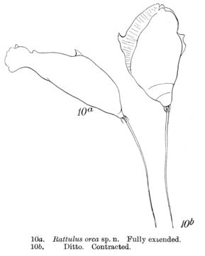 Image de Trichocerca orca (Murray 1913)