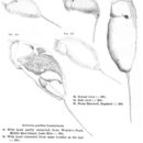 Image of Trichocerca pusilla (Jennings 1903)