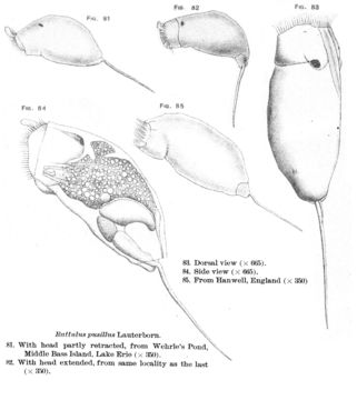 Imagem de Trichocerca pusilla (Jennings 1903)