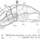 Image of Trichocerca sulcata (Jennings 1894)