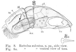 Image of Trichocerca sulcata (Jennings 1894)