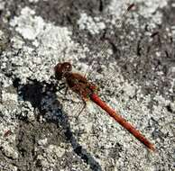 Image of Common Darter