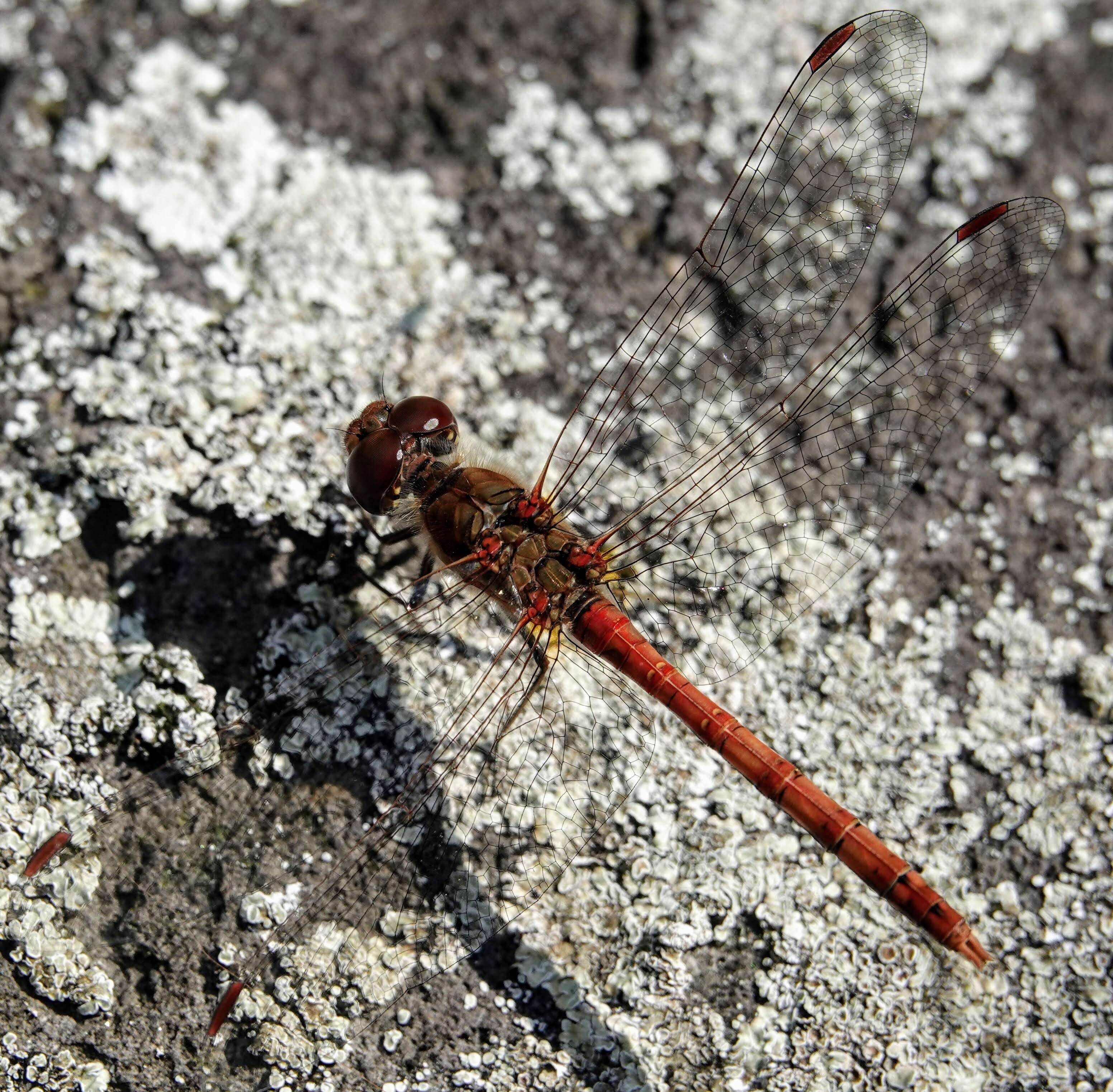 Image of Common Darter