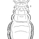 Image of <i>Rotaria sordida bitorquata</i>