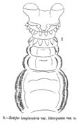 Image of <i>Rotaria sordida bitorquata</i>