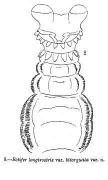 Image of <i>Rotaria sordida bitorquata</i>