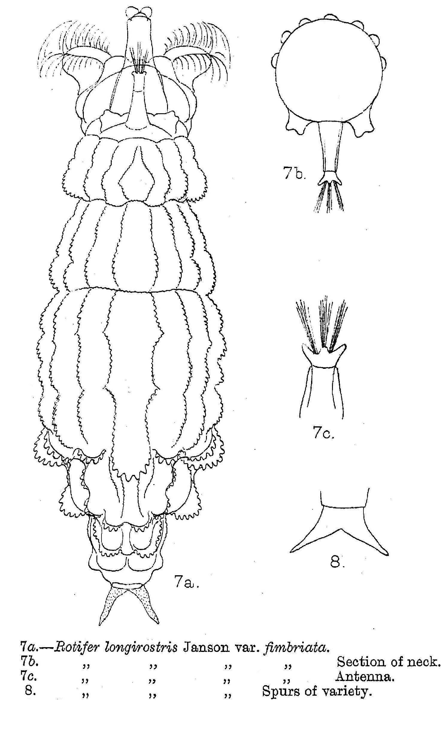 Image of Rotaria sordida fimbriata (Murray 1893)