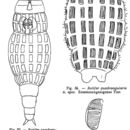 Image of Rotaria quadrangularis (Heinis 1914)