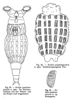 Image of Rotaria quadrangularis (Heinis 1914)