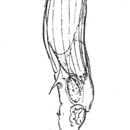 Image of Rotaria spicata (Murray 1902)