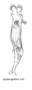 Image of Rotaria spicata (Murray 1902)