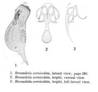 Imagem de Rousseletia corniculata Harring 1913