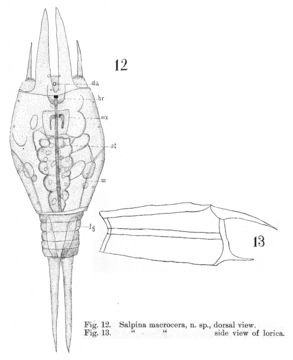 Image of Mytilina macrocera (Jennings 1894)