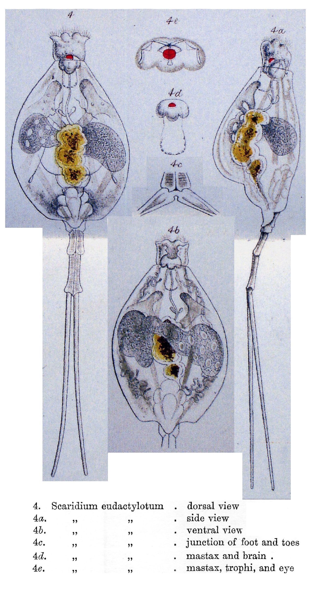 Imagem de Beauchampiella eudactylota (Gosse 1886)