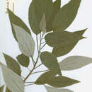 Sivun Pouzolzia australis subsp. australis kuva
