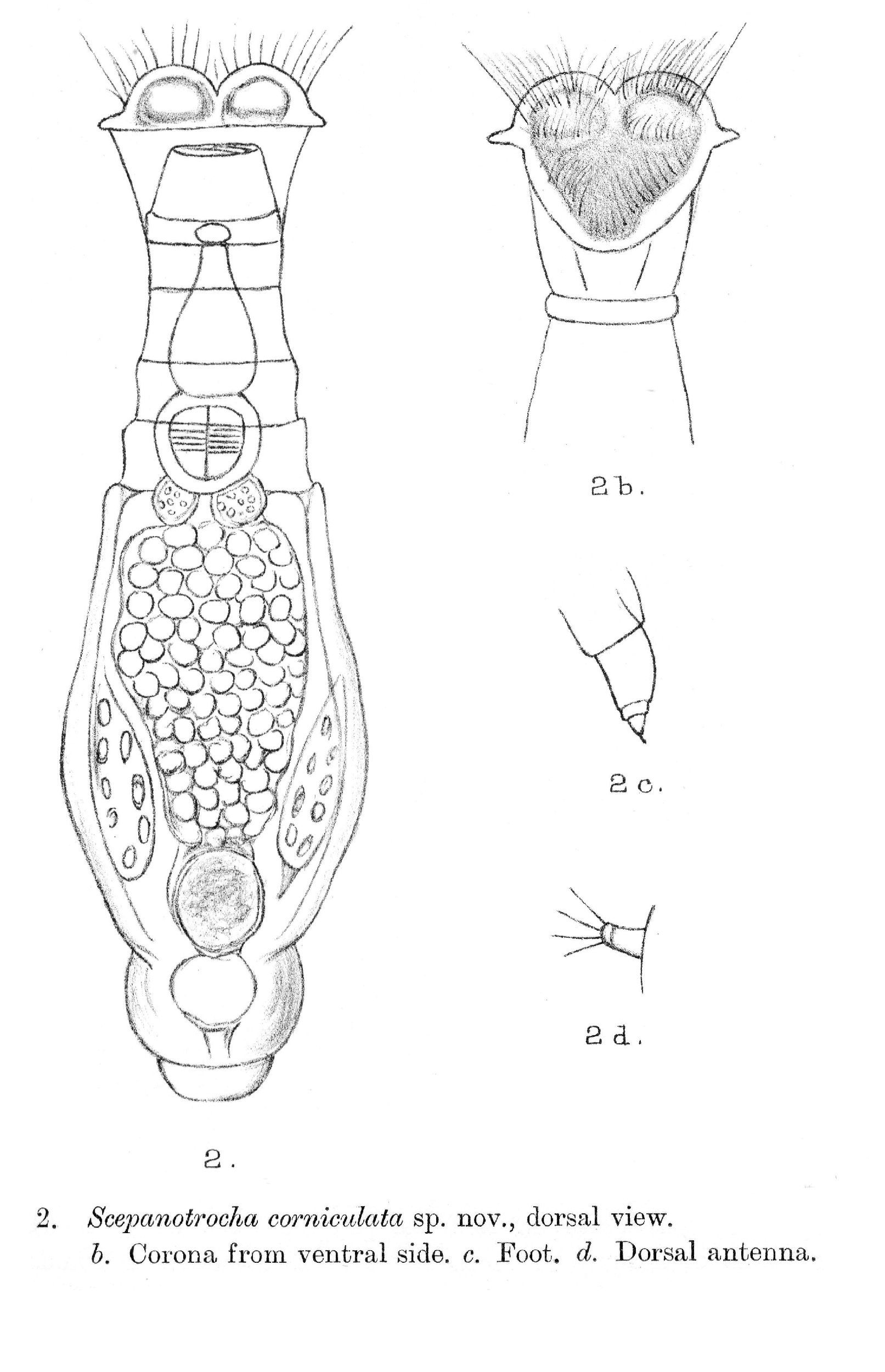 Image of Scepanotrocha corniculata Bryce 1910