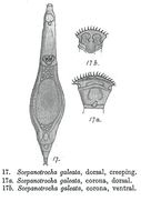 Image of Scepanotrocha galeata Milne 1916