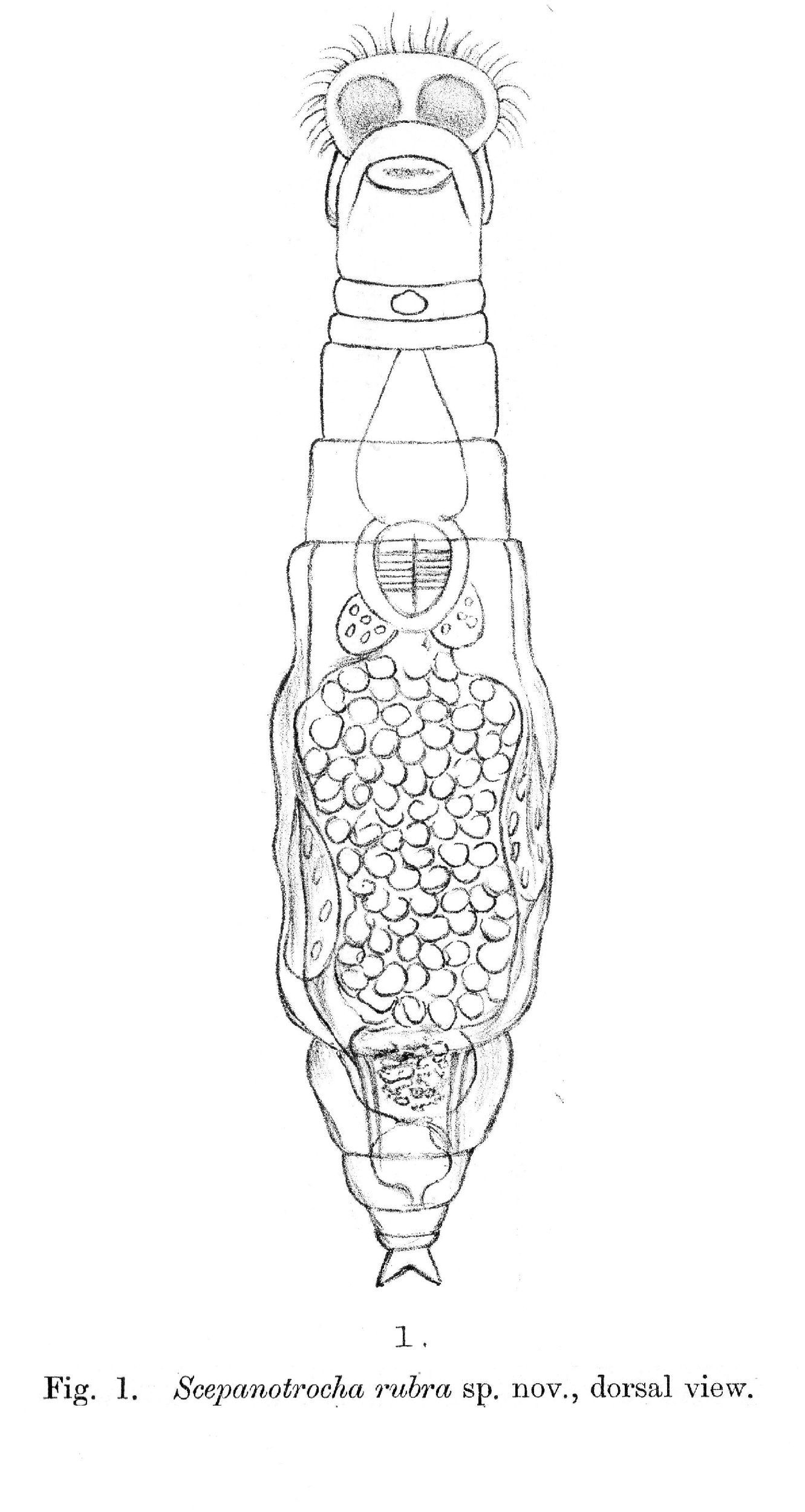 Image of Scepanotrocha rubra Bryce 1910