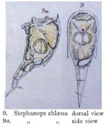 Image of Mikrocodides chlaena (Gosse 1886)