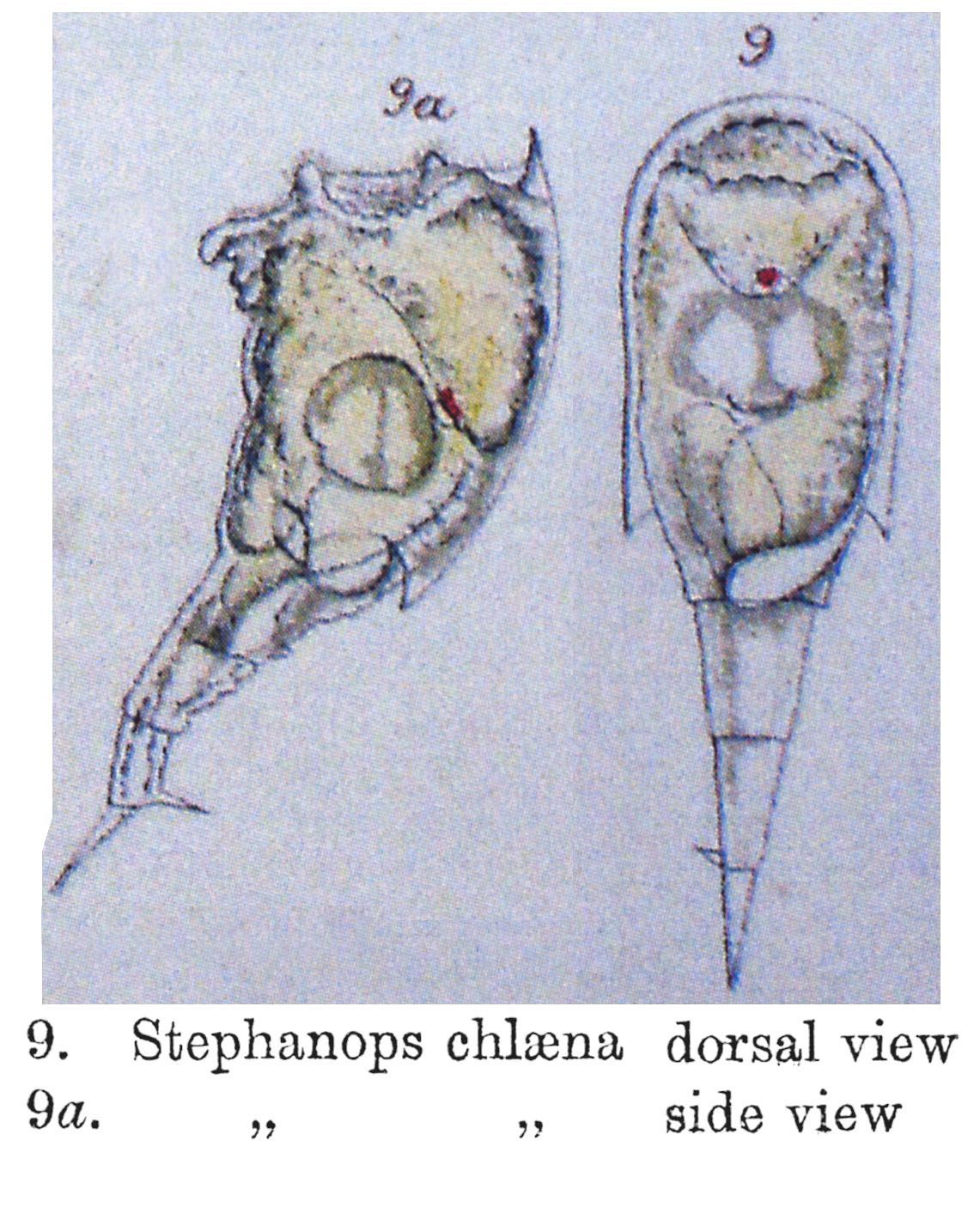 Image of Mikrocodides chlaena (Gosse 1886)