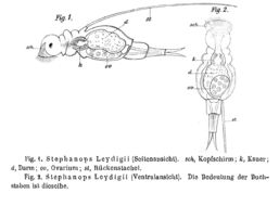Image of Squatinella leydigii (Zacharias 1886)