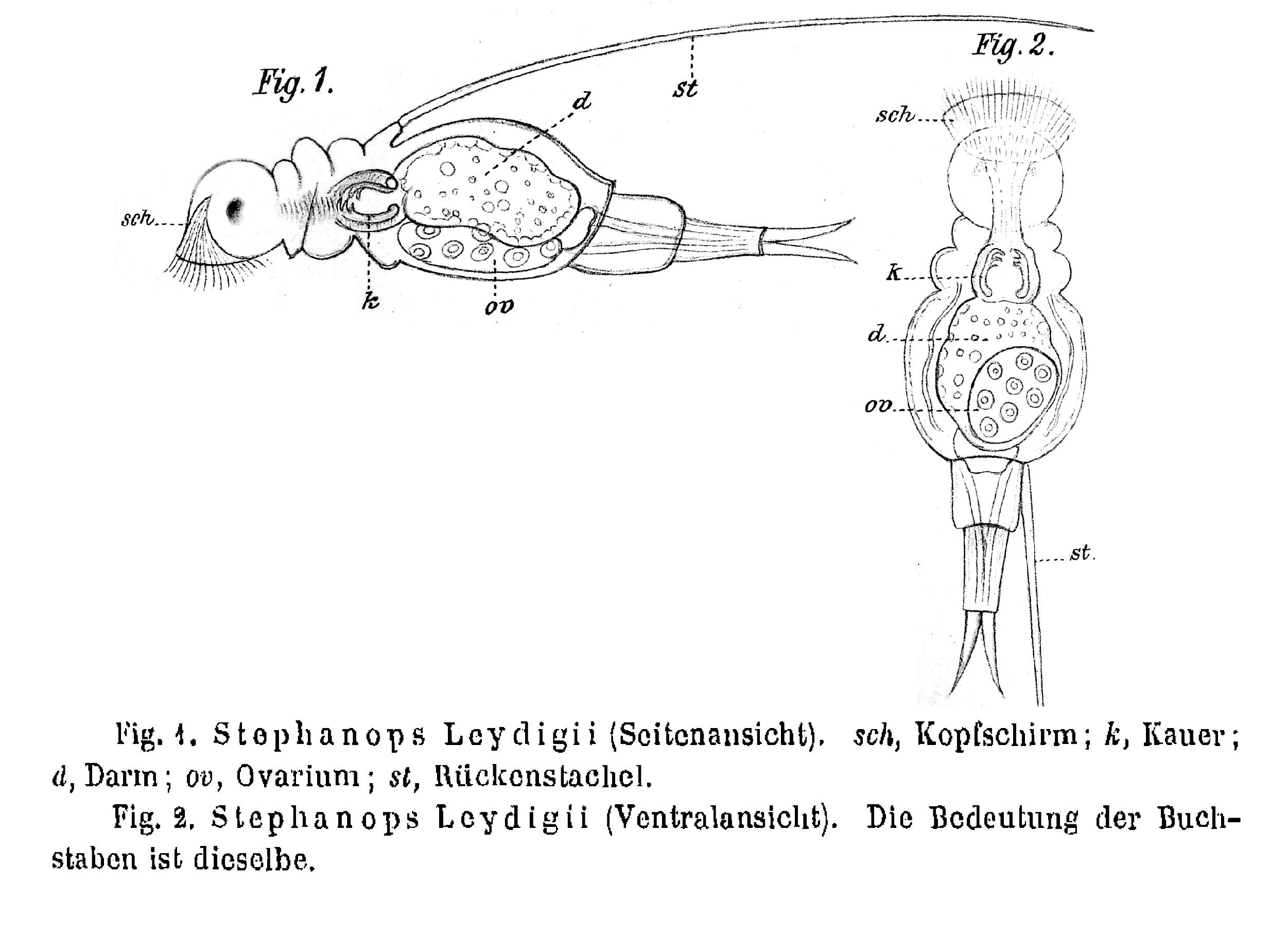 Image of Squatinella leydigii (Zacharias 1886)