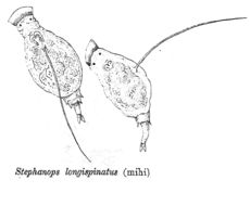 Image of Squatinella longispinata (Tatem 1867)