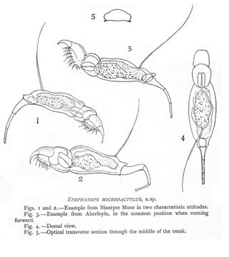 Image of Squatinella microdactyla (Murray 1906)