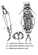 Image of Bryceella stylata (Milne 1886)