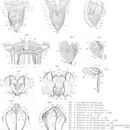 Слика од Synchaeta atlantica Zelinka 1907