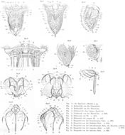 Слика од Synchaeta atlantica Zelinka 1907