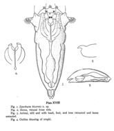 Image of Synchaeta bicornis Smith 1904