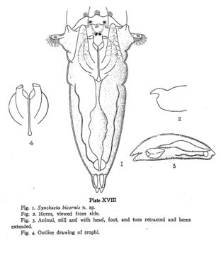 Image of Synchaeta bicornis Smith 1904