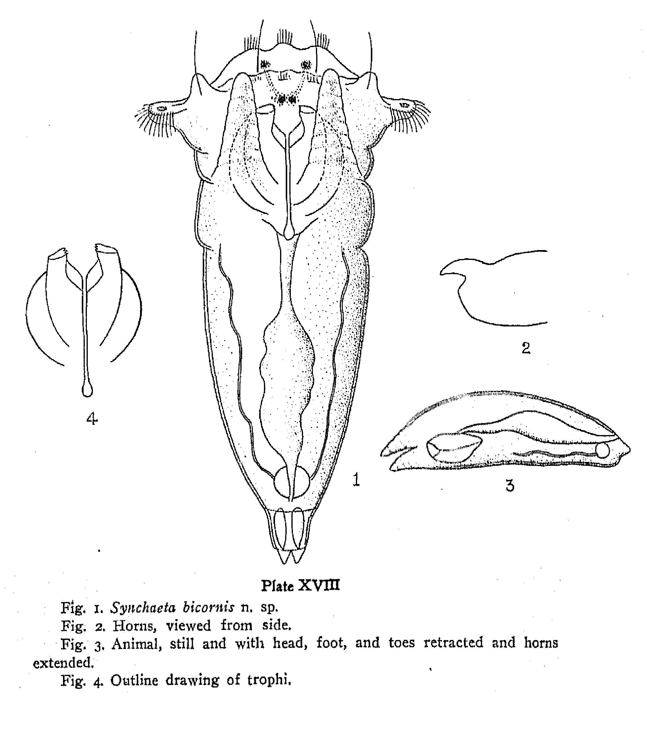 Image of Synchaeta bicornis Smith 1904