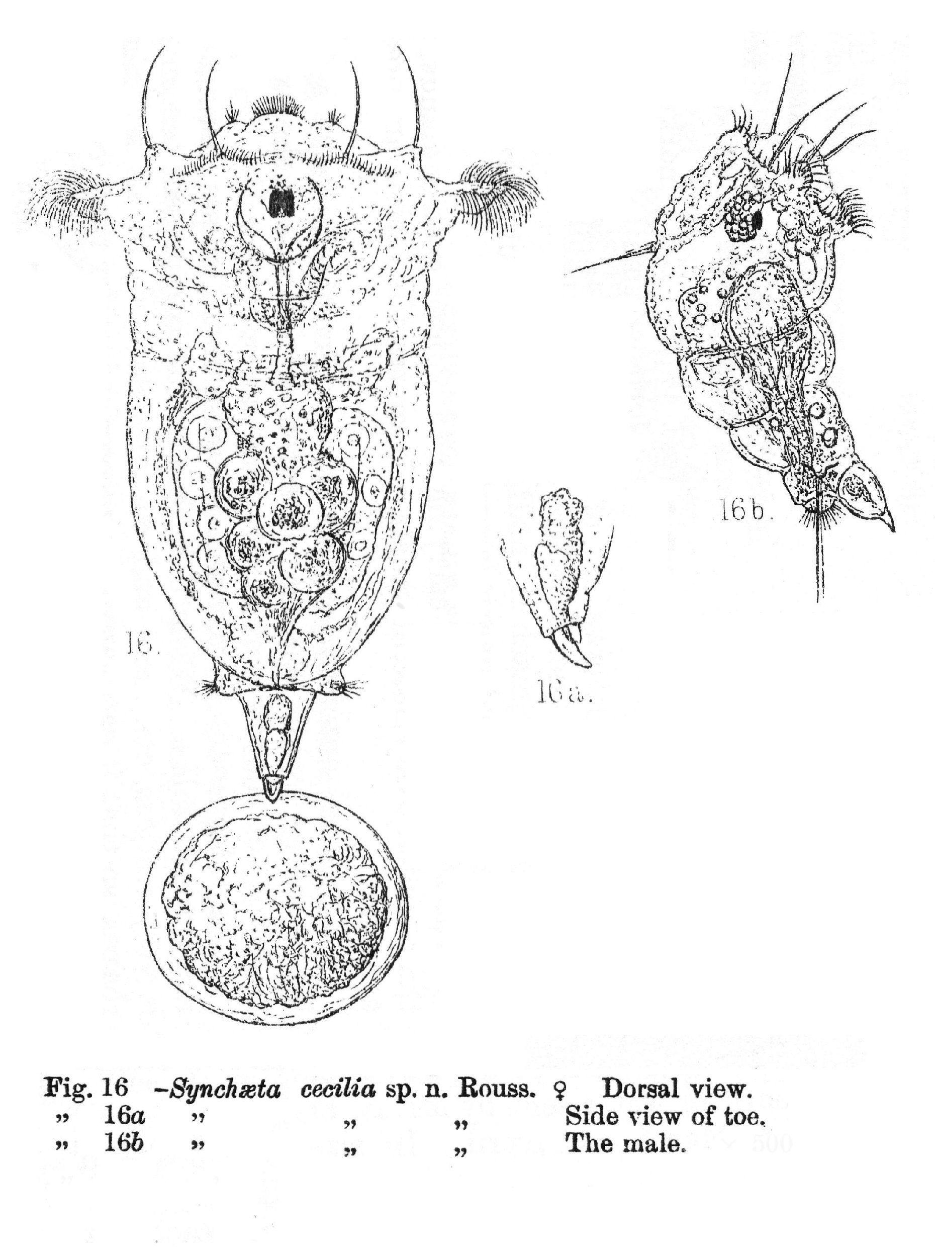 Imagem de Synchaeta cecilia Rousselet 1902