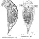 Image of Synchaeta curvata Lie-Pettersen 1905