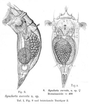 Image of Synchaeta curvata Lie-Pettersen 1905