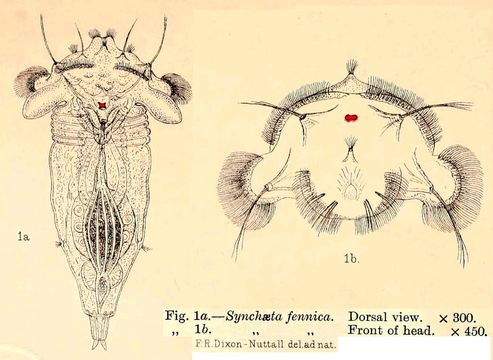 Image of Synchaeta fennica Rousselet 1909