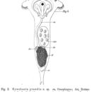 Image of Synchaeta grandis Zacharias 1893