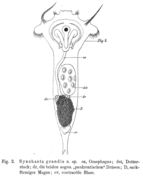 Слика од Synchaeta grandis Zacharias 1893