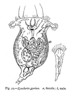 Image of Synchaeta gyrina Hood 1887