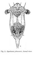 Слика од Synchaeta johanseni Harring 1921