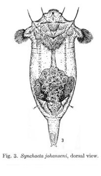 Image of Synchaeta johanseni Harring 1921