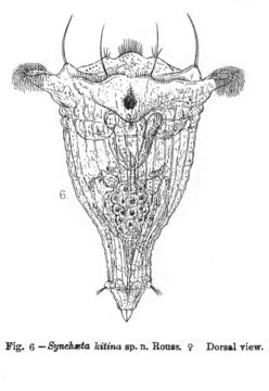 Image of Synchaeta kitina Rousselet 1902