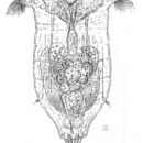Image of Synchaeta littoralis Rousselet 1902
