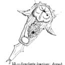 Image of Synchaeta longipes Gosse 1887