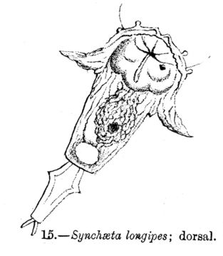 Image of Synchaeta longipes Gosse 1887